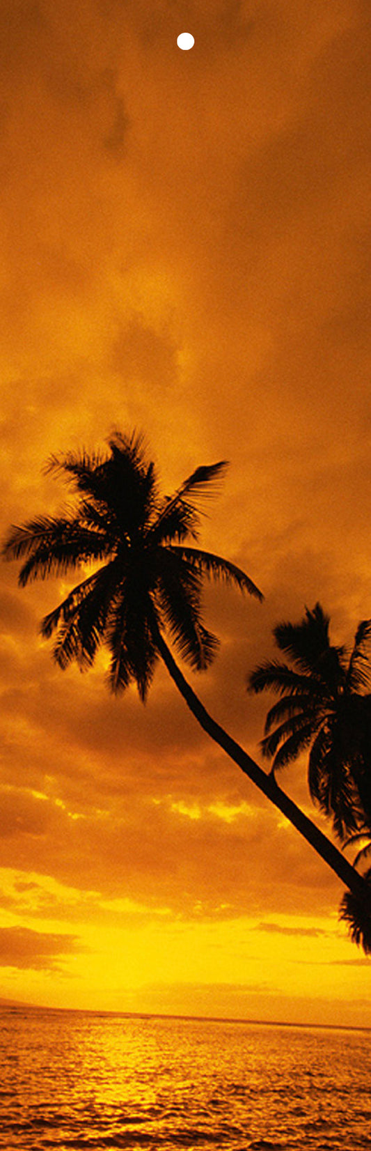 Palm Trees on a Beach at Sunset