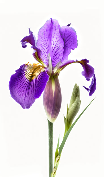 Purple Iris