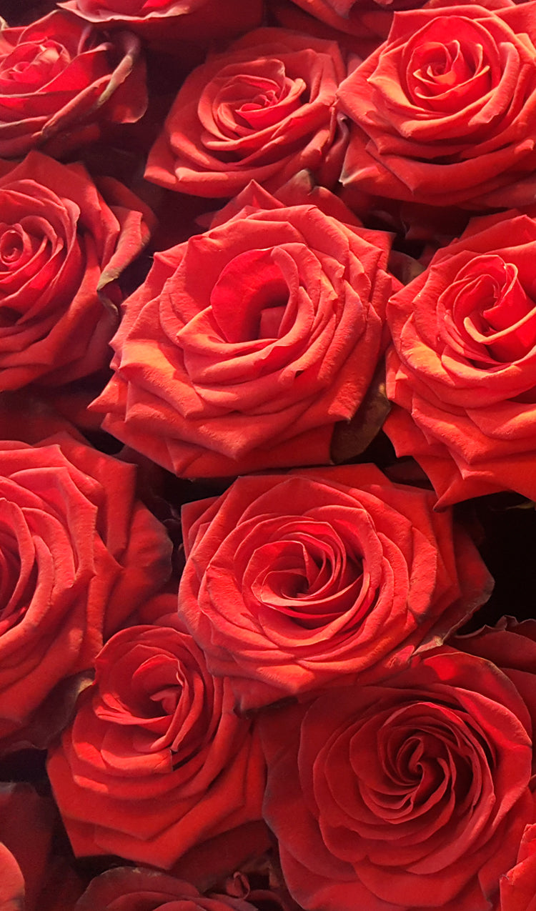 Red Roses