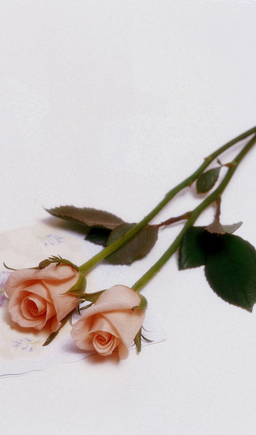 Two Pink Roses