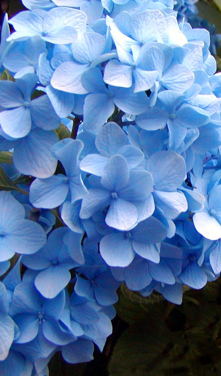 Hydrangea
