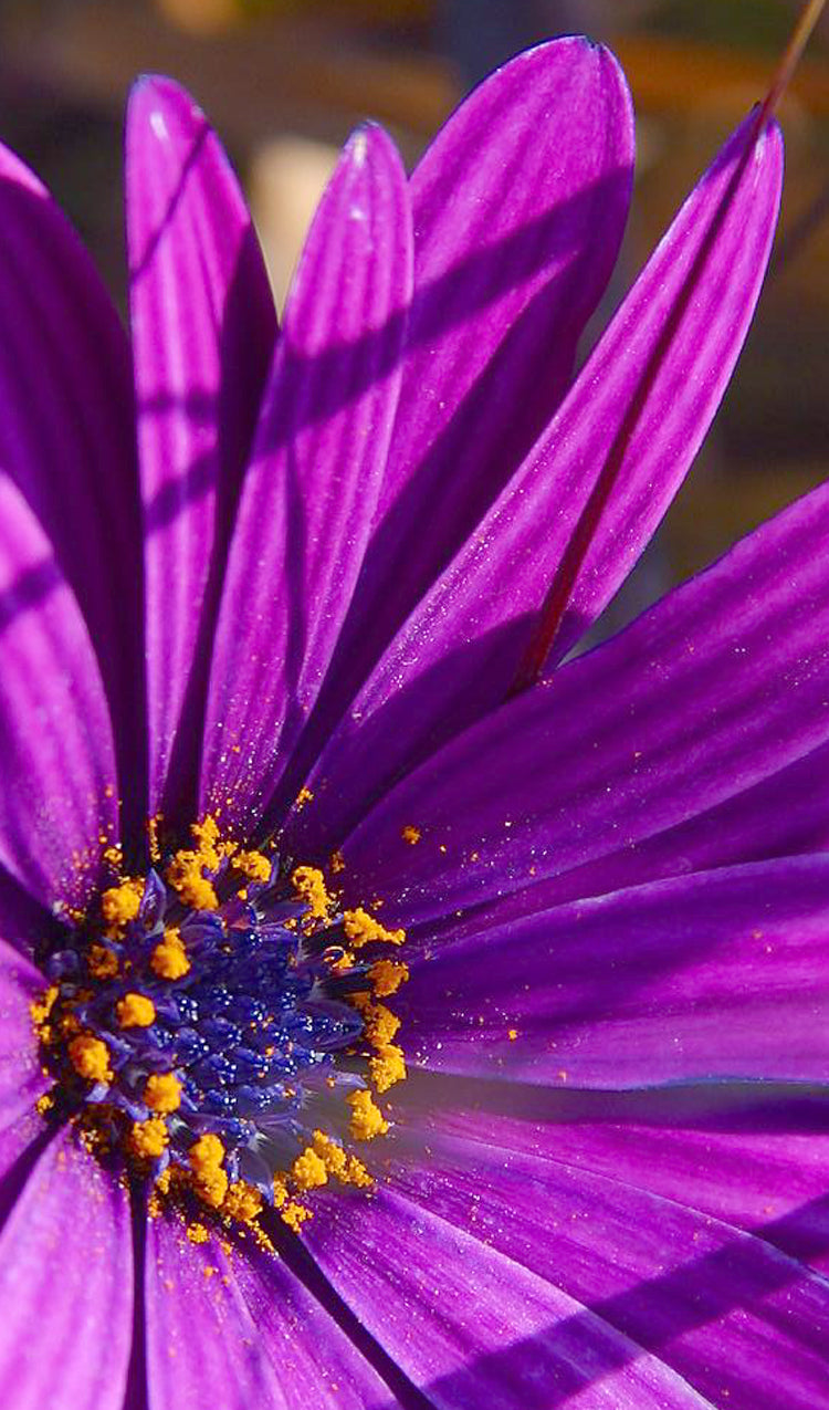 Purple Flower
