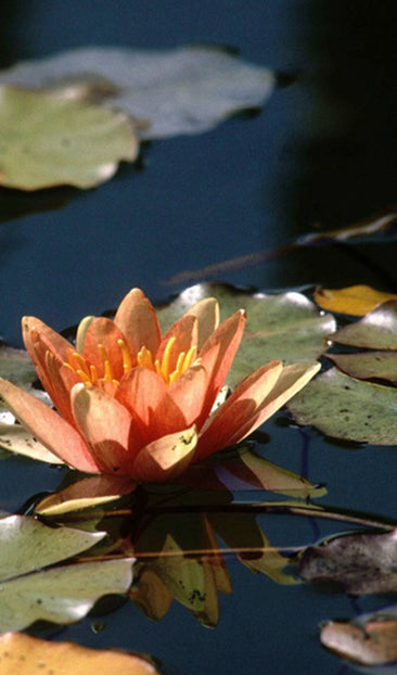 Water Lily