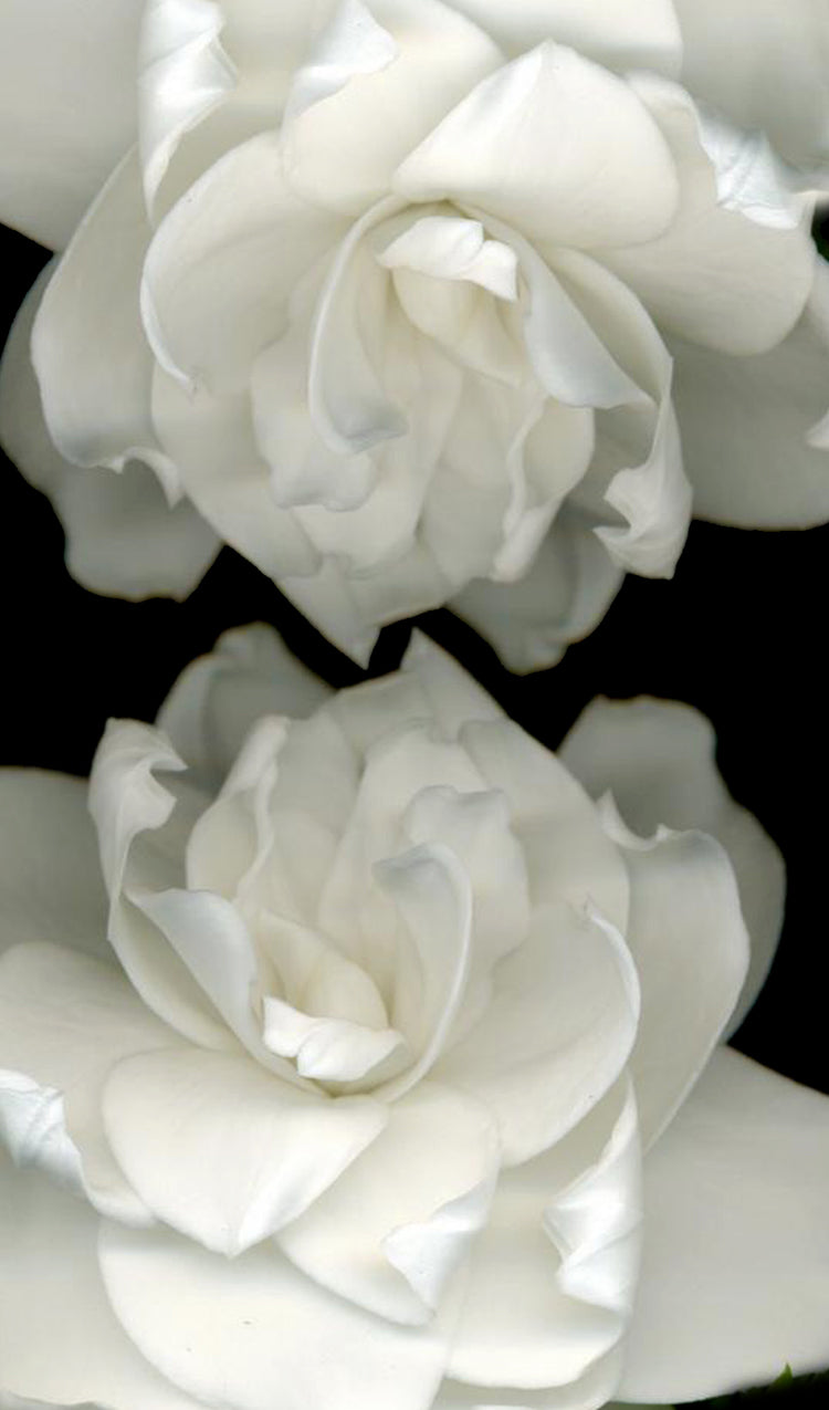 Gardenias