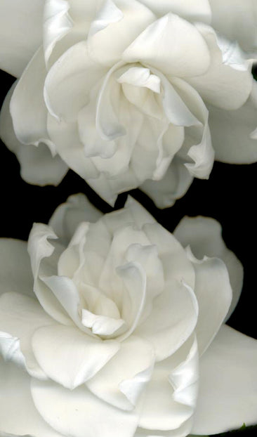 Gardenias