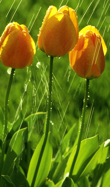 Tulips