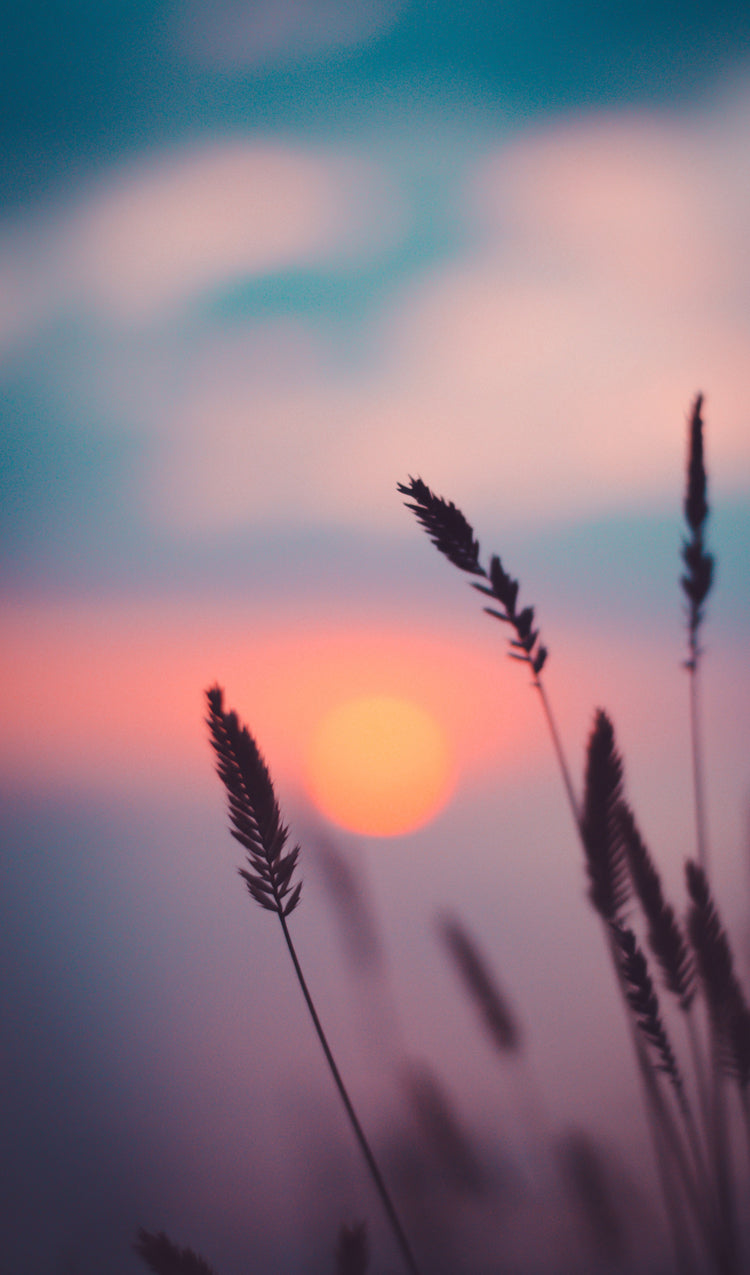 Grass at Sunset