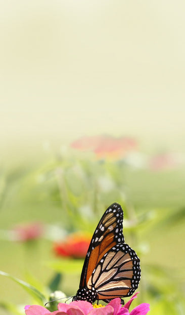 Butterfly on a Flower