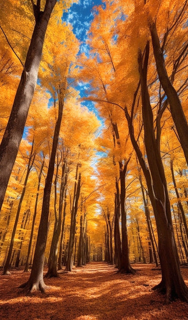 A Forest of Tees in Fall