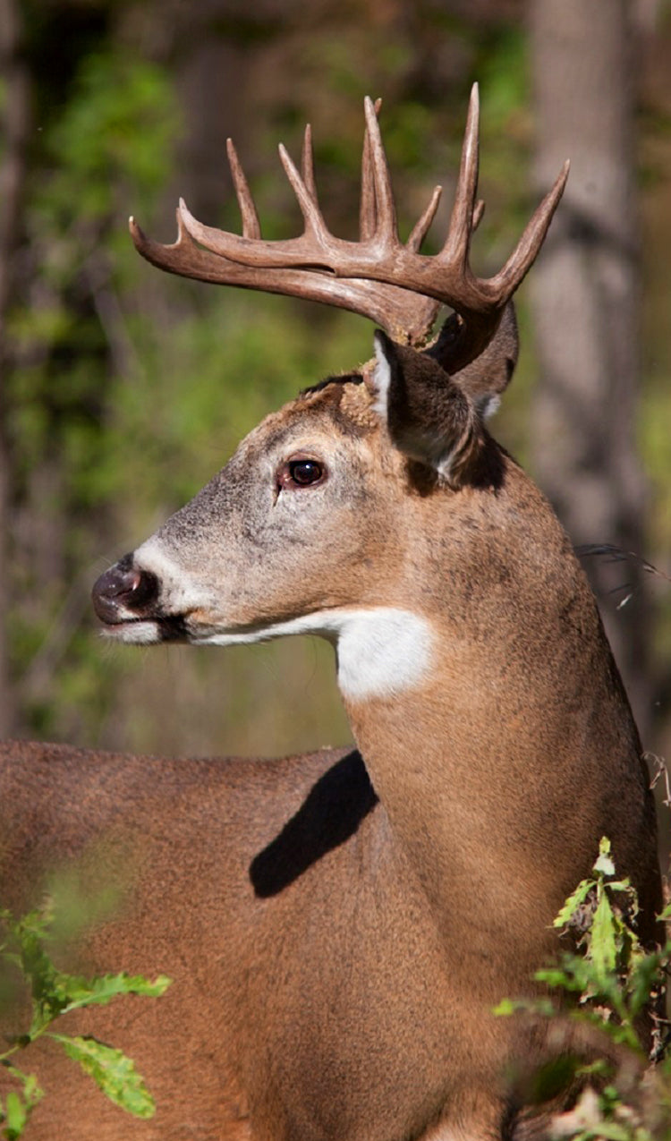 White Tail Deer