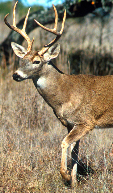 White Tail Deer