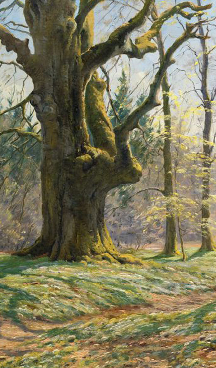 Tree in the Forest