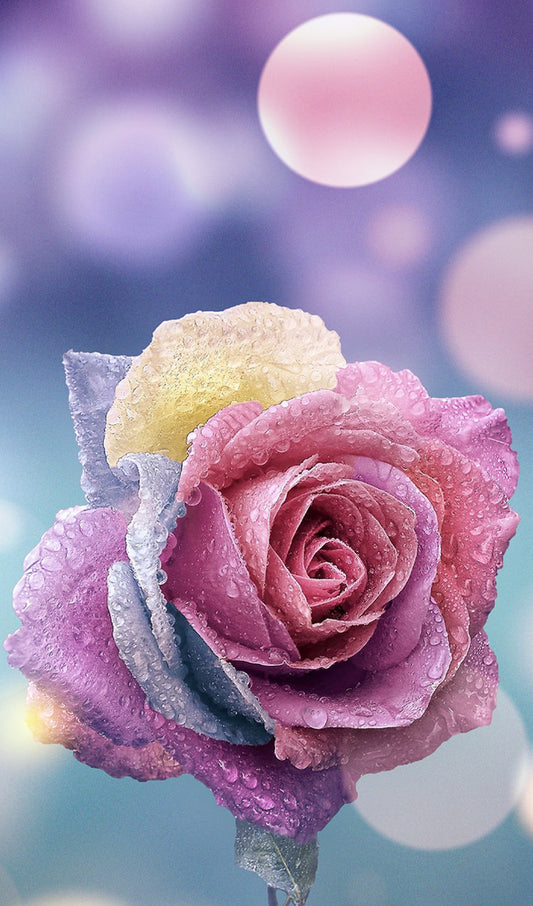 Multi-colored Rose