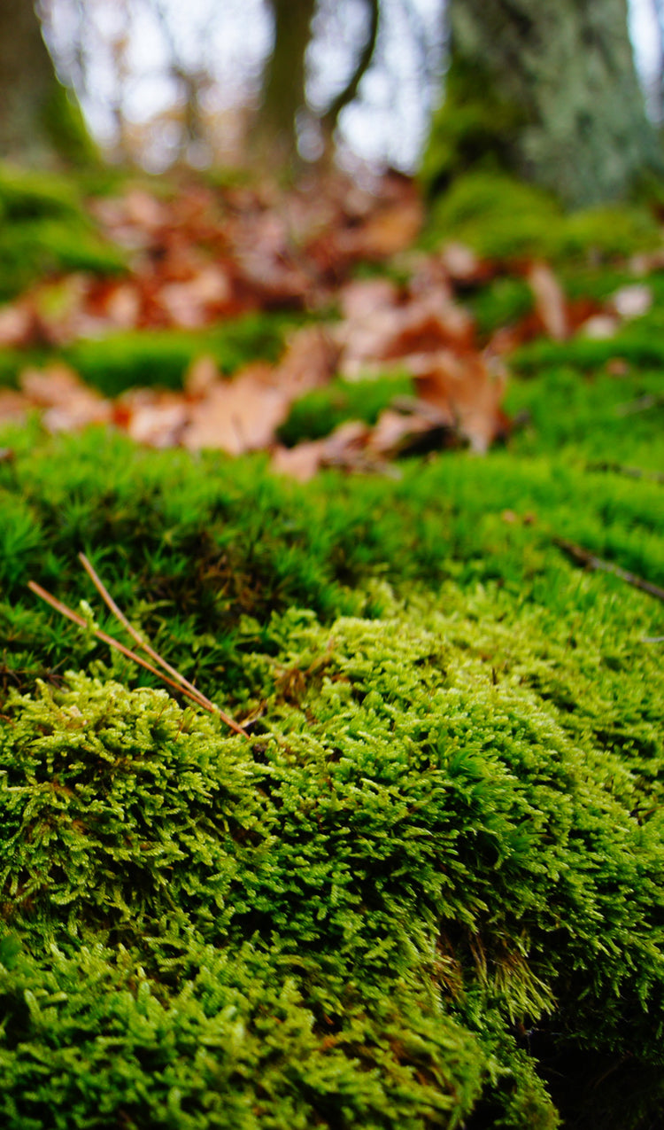 IR55.jpg?v=1681230879