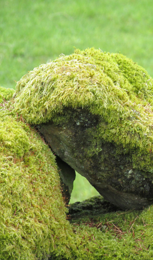 Irish Boulders with Moss