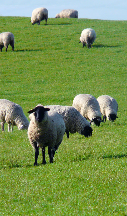 Irish Field with Sheep