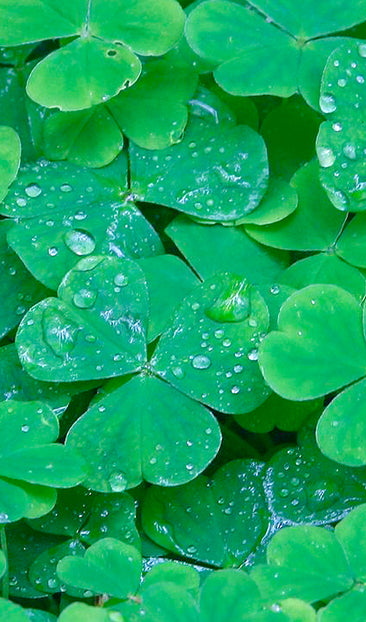Shamrocks
