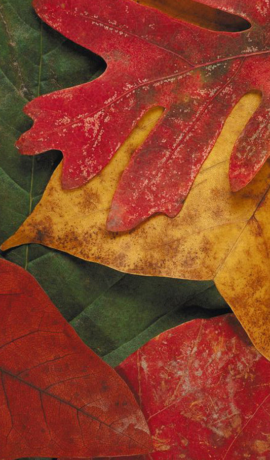 Close Up of Fall Leaves