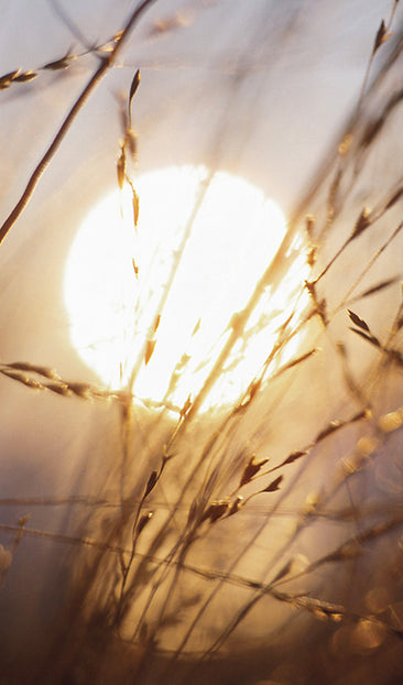Sunset Through the Grass