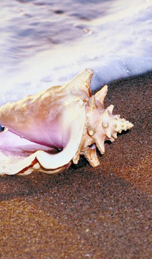 Seashell on a Beach