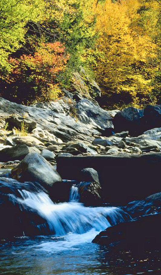Wilderness stream in Fall