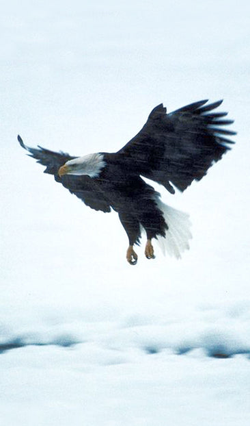 American Bald Eagle