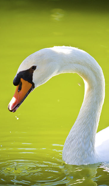 Swan