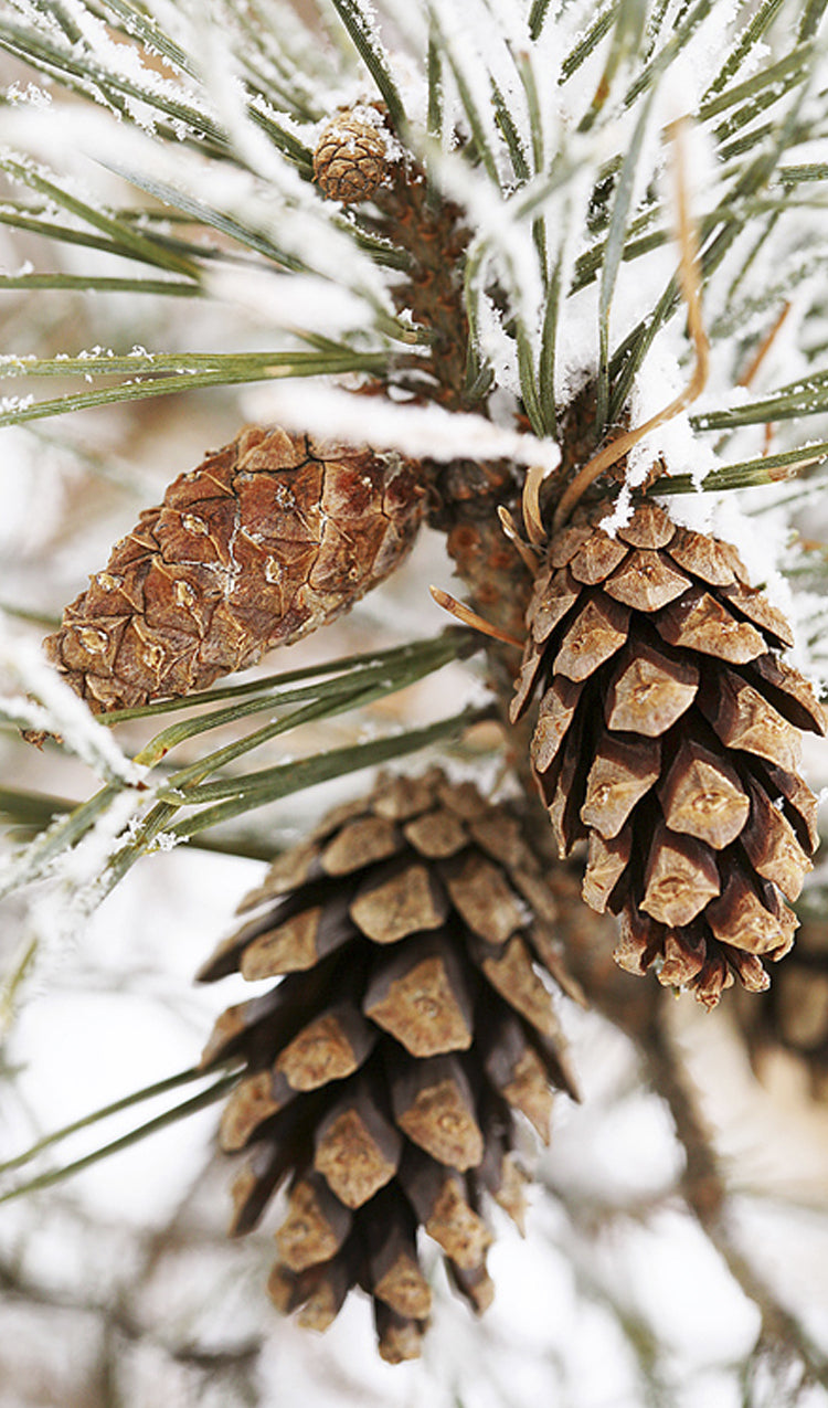 Pine Cone in Winter