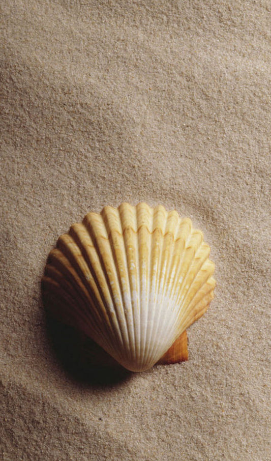 Seashell on Sand