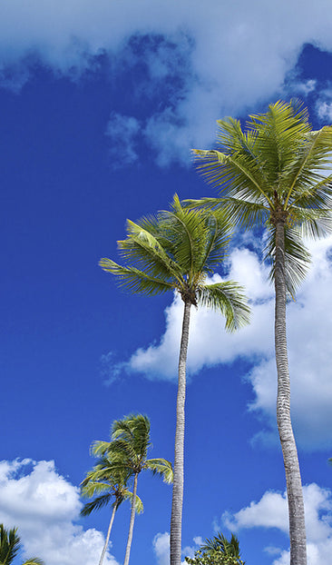 Palms Tress Against the Sky