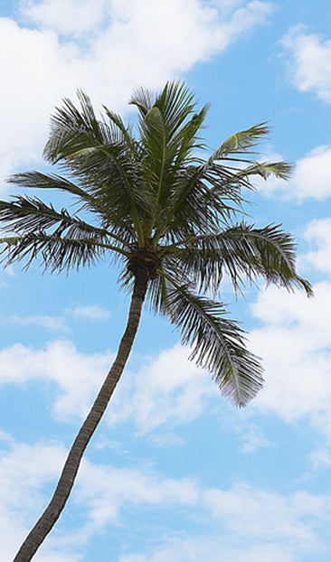 Palm Tree