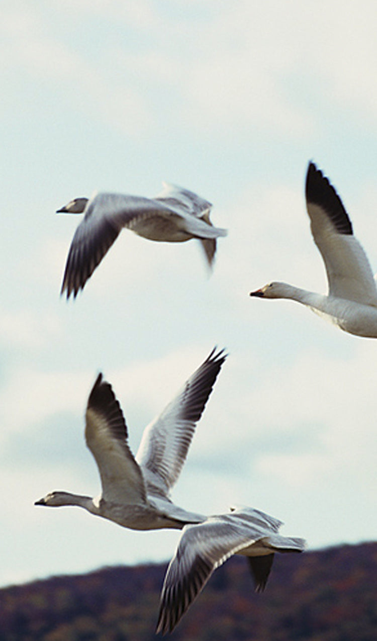 Snow Geese