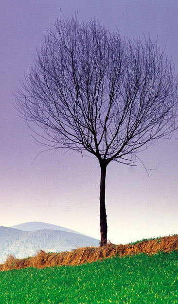 Lone Tree Hill