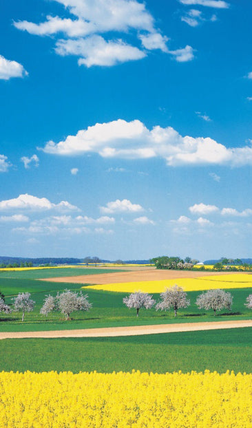 Farm with Yellow Flowers