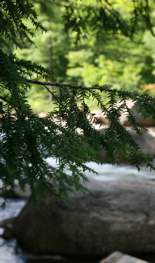 River Through the Pine Needles
