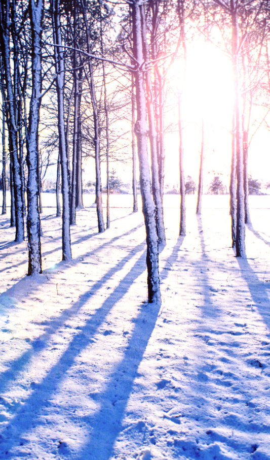 Sunset in Winter Woods