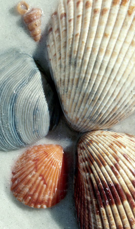 Seashells on the Sand