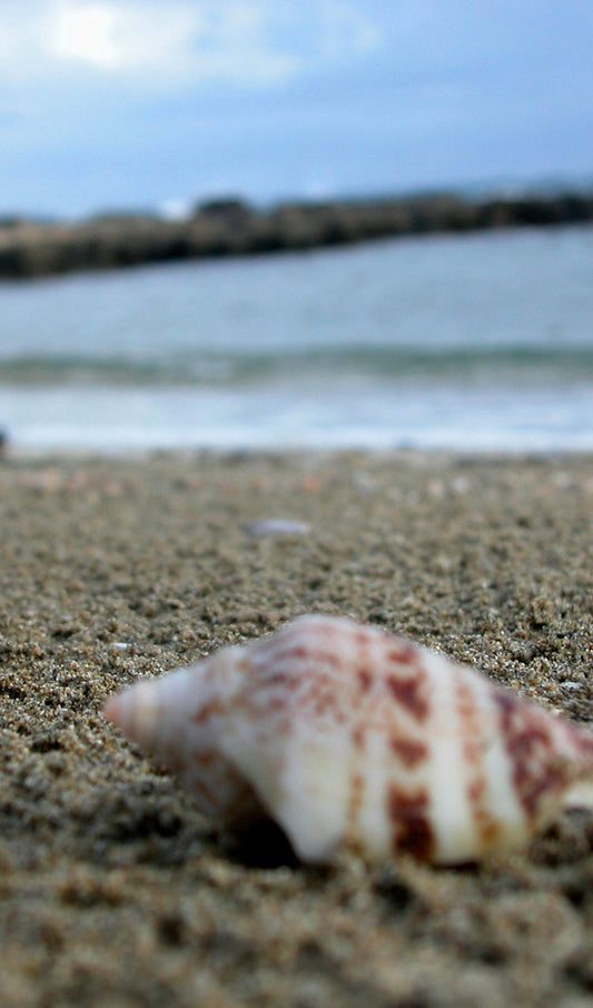 Seashells on the Beach