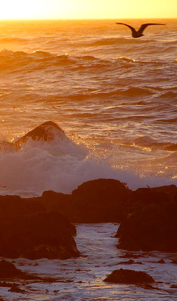 Sunset Beach with Seagull