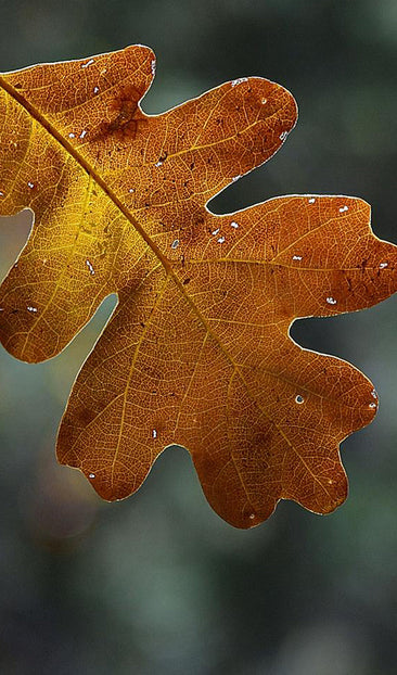 Oak Leaf in Fall