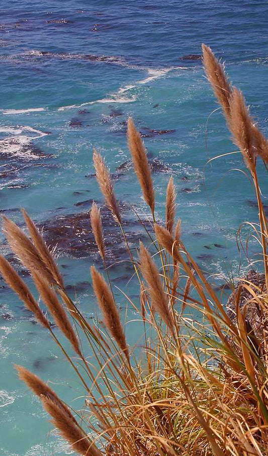 Stipa, Needle Grass Overlooking Sea