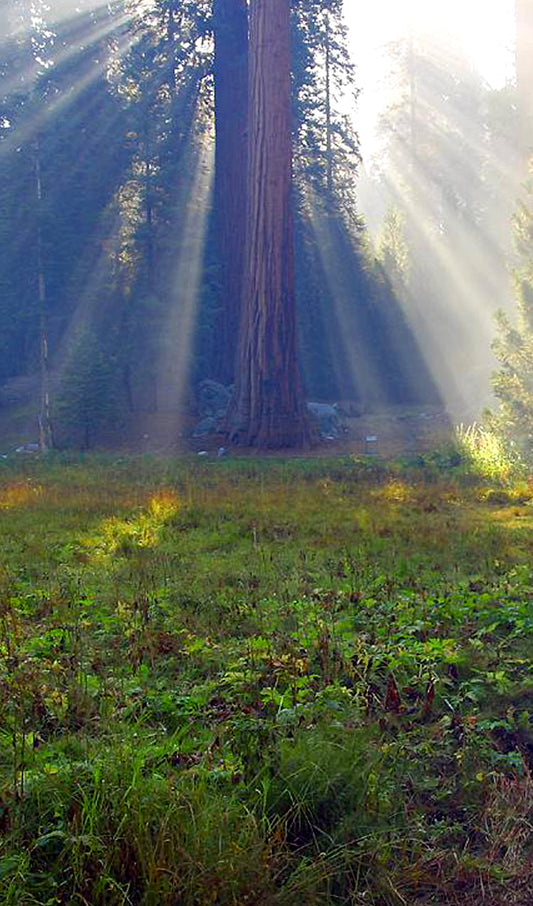 Sun Light Steaming Around a Giant Sequoia Tree