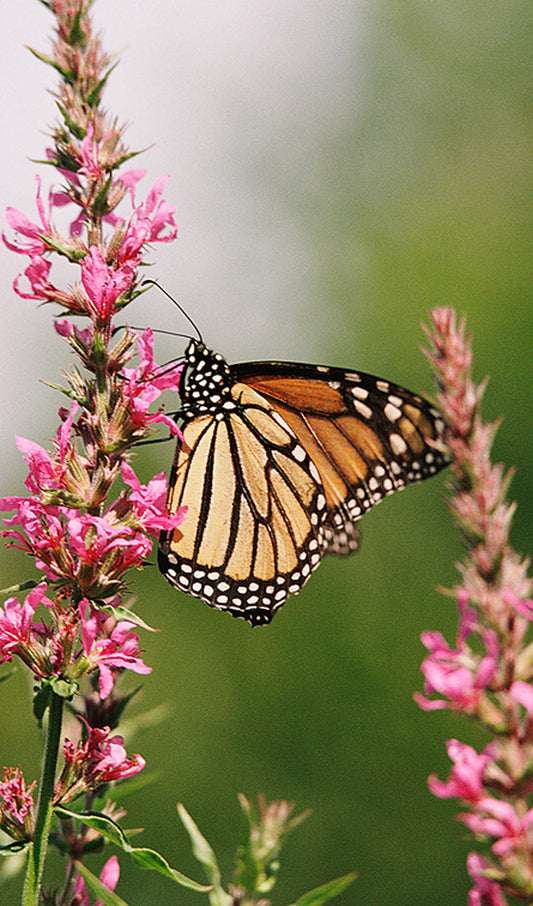 Monarch Butterfly on Milkweed Flower