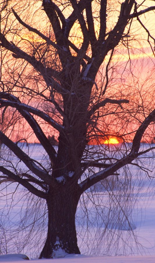 Silhouette of a Large Tree at Sunset in Winter