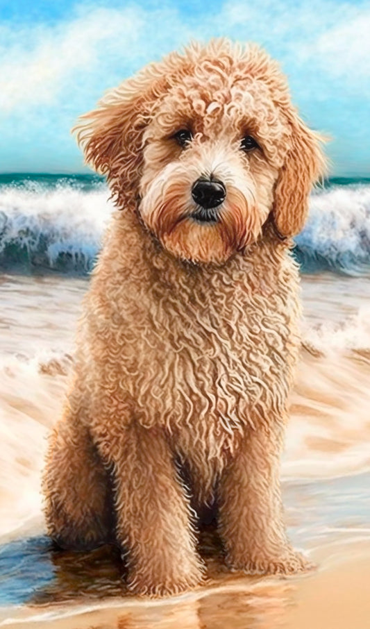 Golden Doodle at the Beach