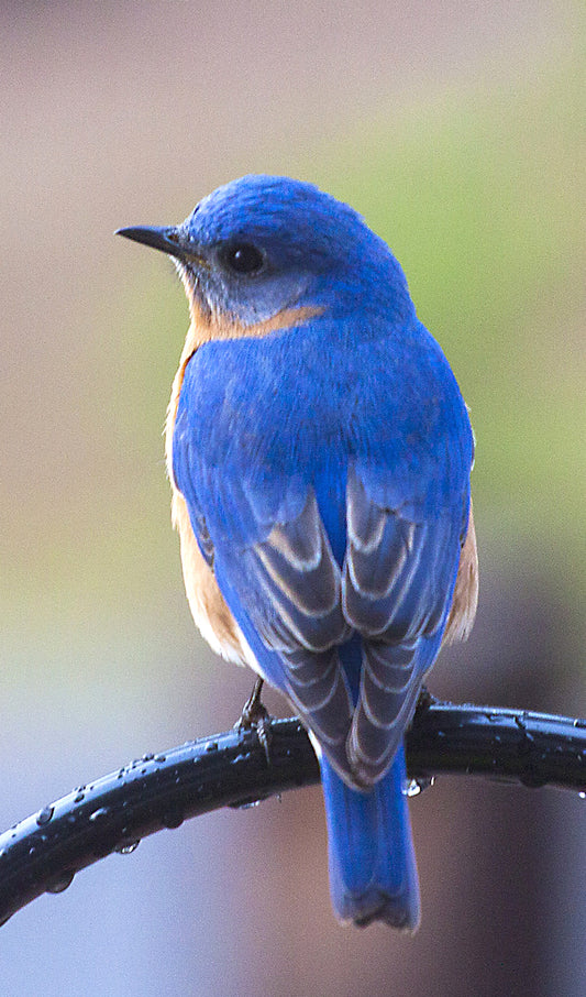 Blue Colored Bird