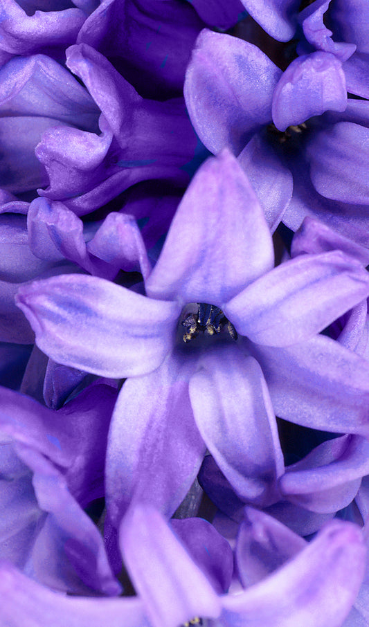 Hyacinth