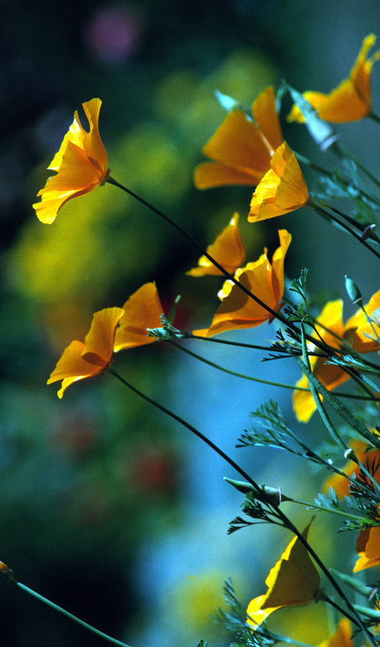 Wildflowers
