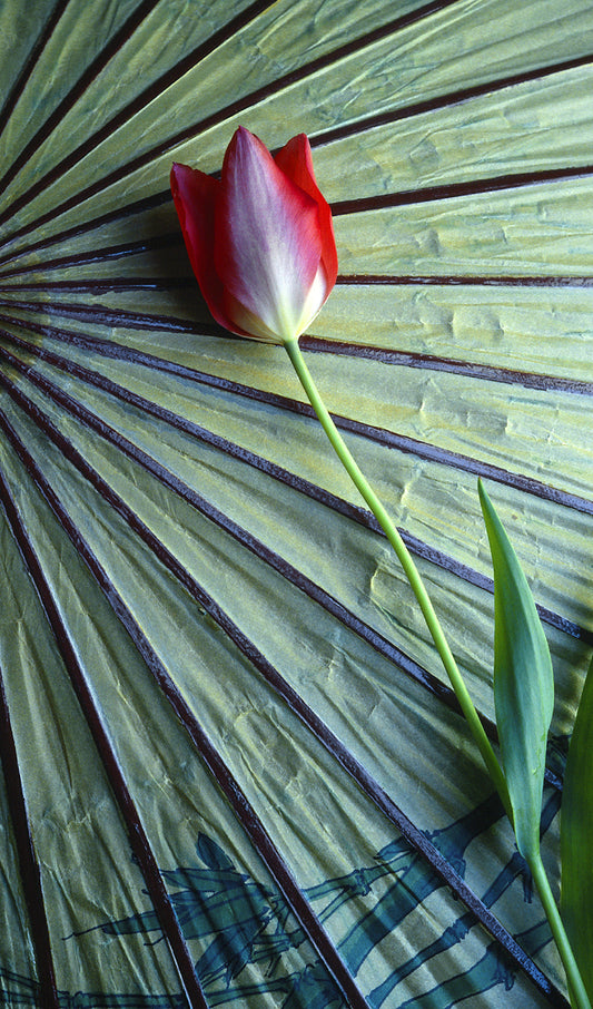 Asian Tulip