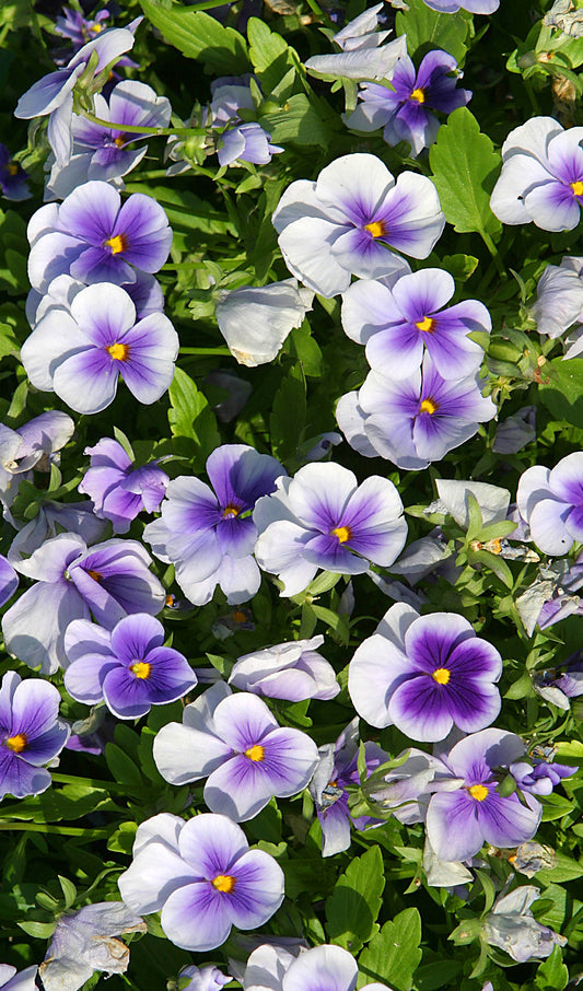 Pansies